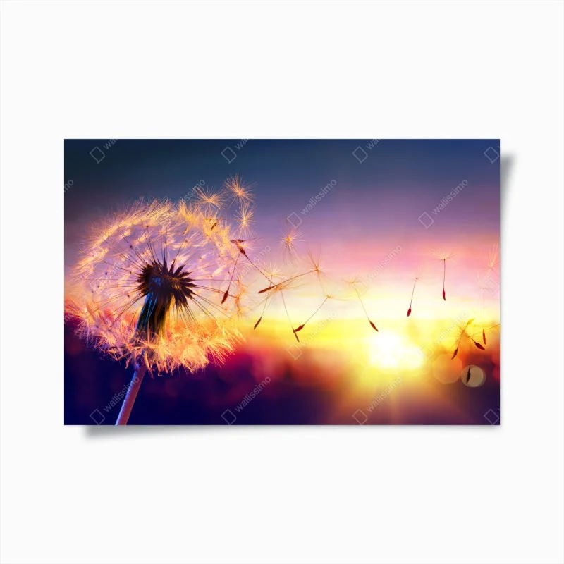 Plakat złoty mniszek przy zachodzie słońca