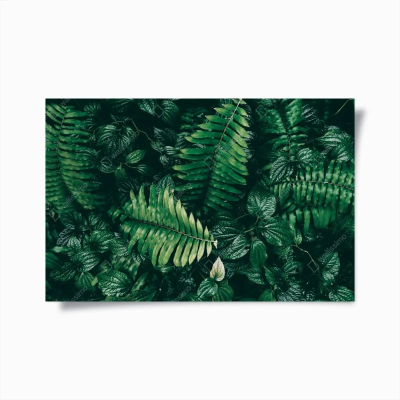 Plakat bujne tropikalne liście – Wallissimo®