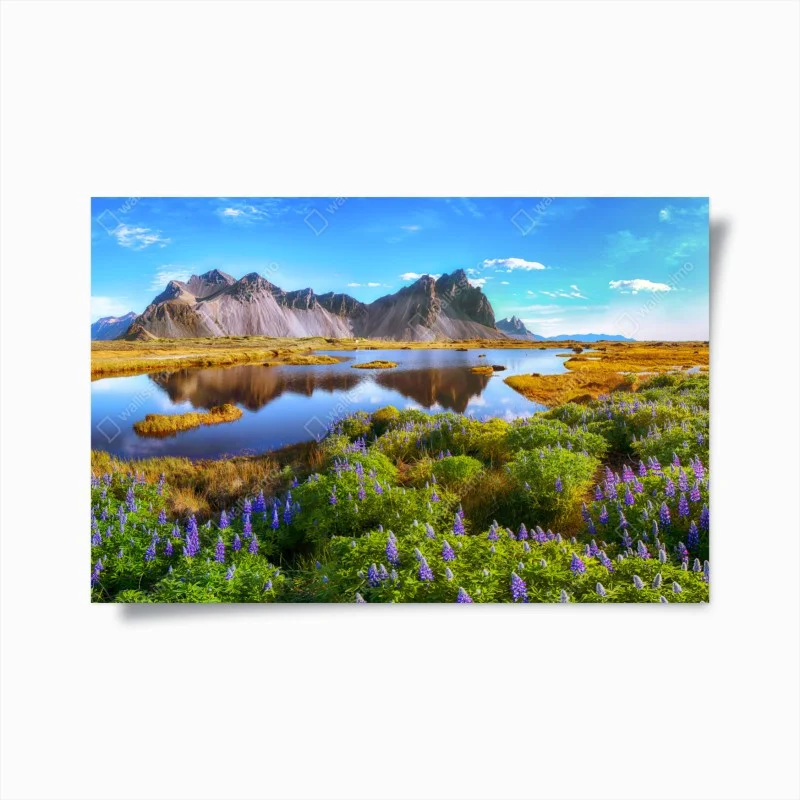 Plakat żywe łubinowe łąki przy Vestrahorn, Islandia