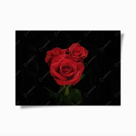 Plakat czerwone róże na czarnym tle – Wallissimo®