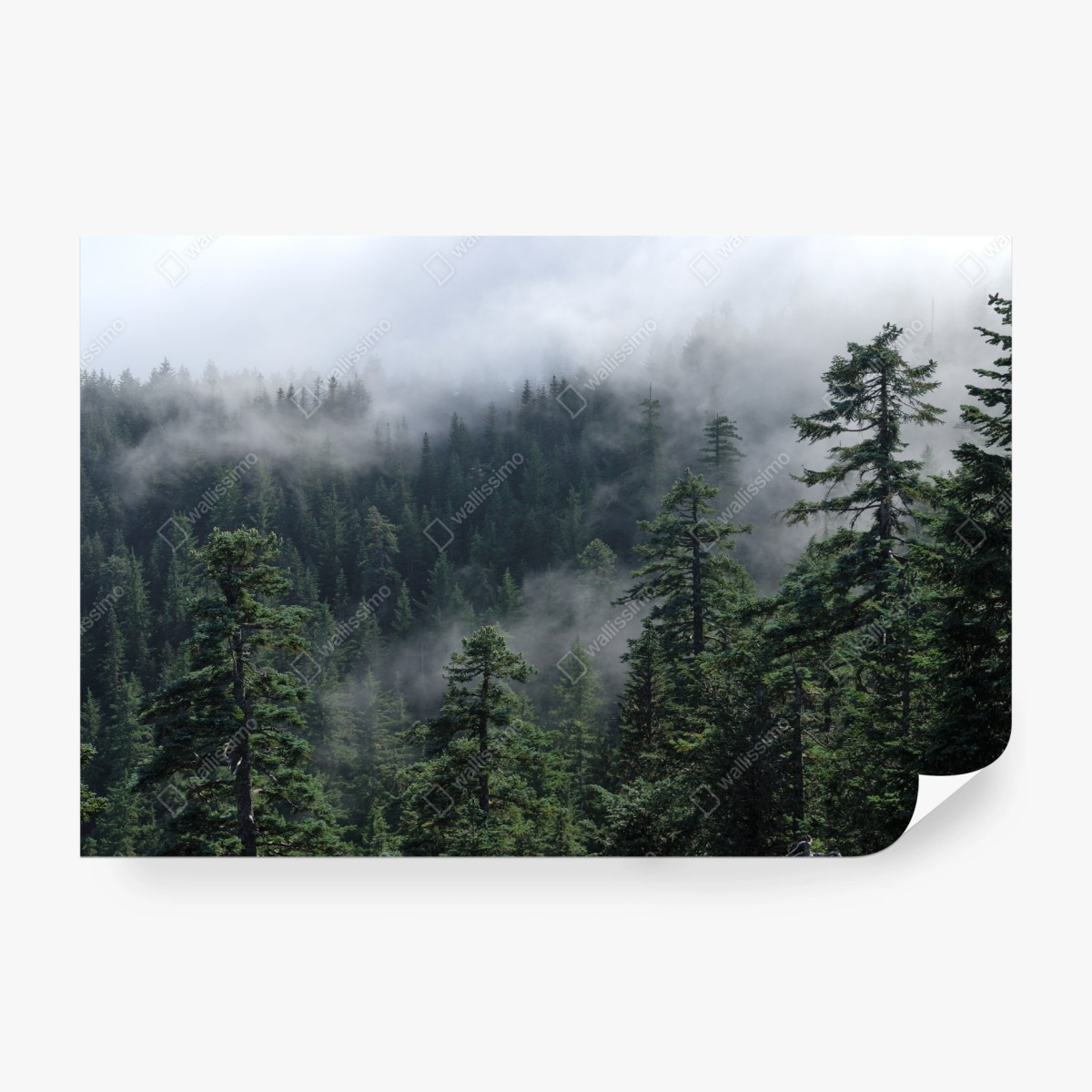 Fototapeta mglisty widok lasu z Larch Mount, Oregon – Wallissimo® Fototapeta mglisty widok lasu z Larch Mount, Oregon – Wallissimo®