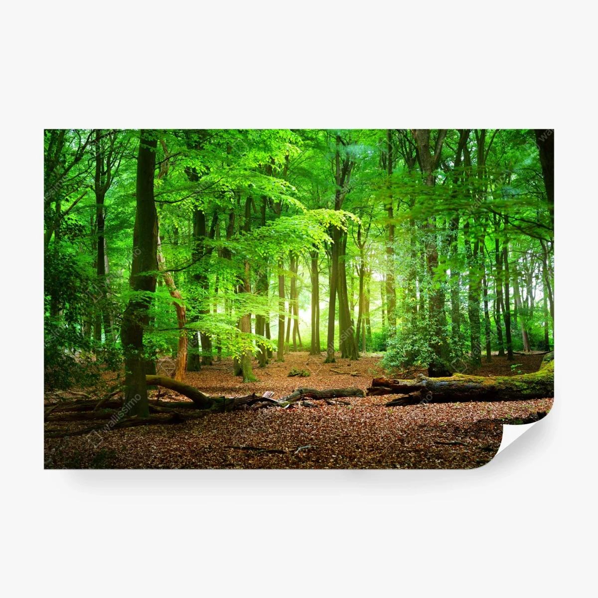 Fototapeta słoneczny zielony las – Wallissimo® Fototapeta słoneczny zielony las – Wallissimo®
