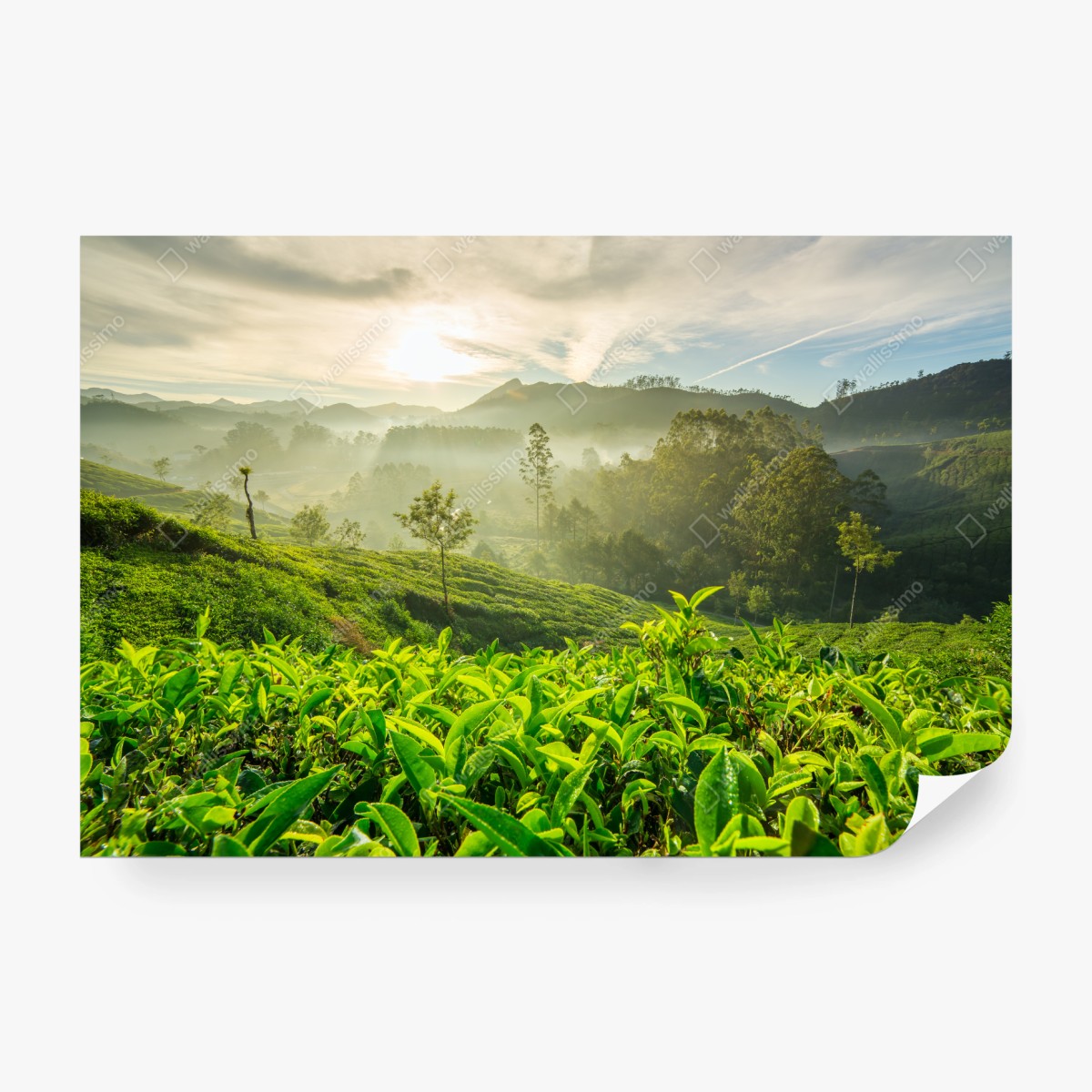 Fototapeta wschód słońca nad plantacjami herbaty w Munnar – Wallissimo® Fototapeta wschód słońca nad plantacjami herbaty w Munnar – Wallissimo®