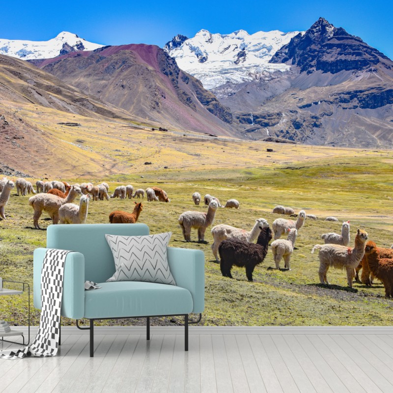 Fototapeta alpaki i lamy pasące się przy Mt Ausangate, Cusco – Wallissimo®