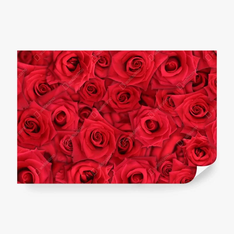 Fototapeta bujna pokrywa lasu deszczowego przy Cairns – Wallissimo®