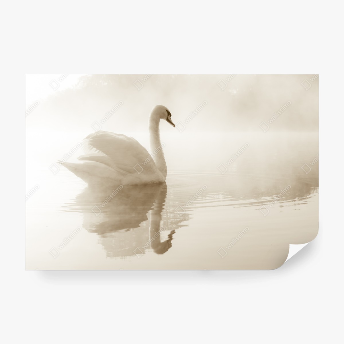 Fototapeta elegancki łabędź we mgle – Wallissimo® Fototapeta elegancki łabędź we mgle – Wallissimo®