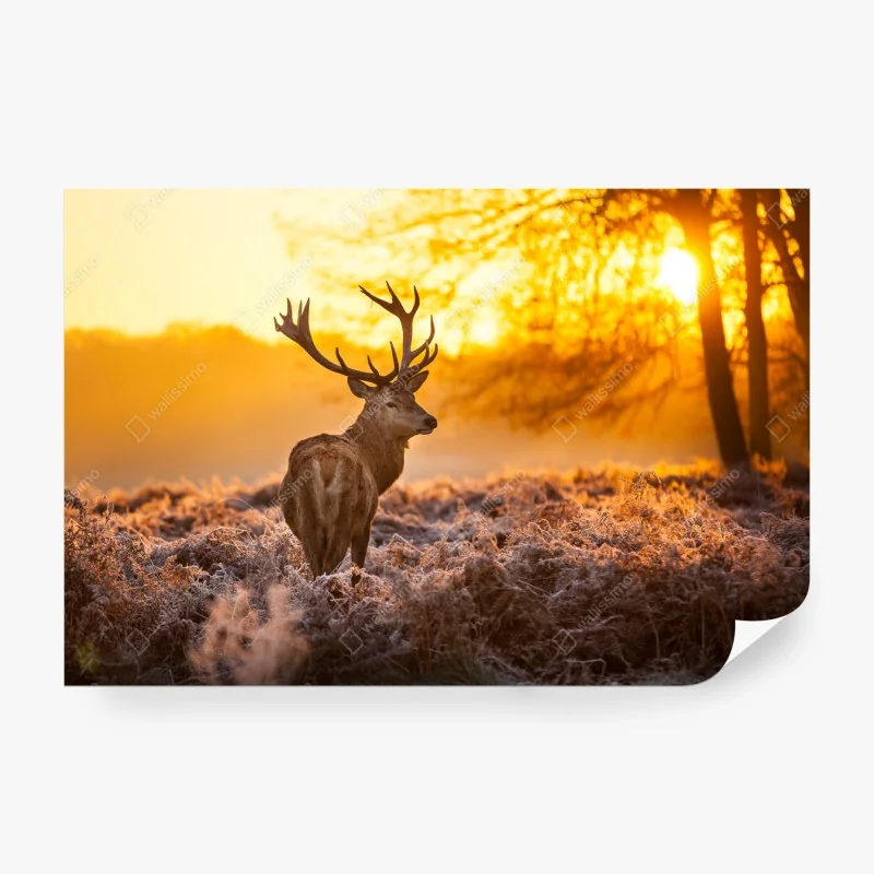 Fototapeta zachód słońca nad Monument Valley z Hunts Mesa – Wallissimo®