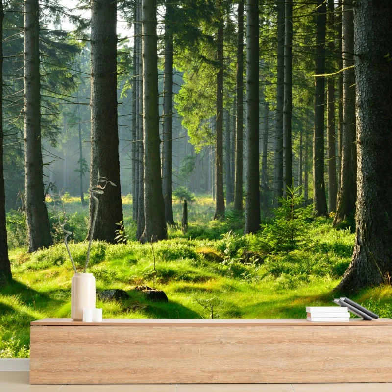 Fototapeta słoneczna zielona polana w lesie – Wallissimo® Fototapeta słoneczna zielona polana w lesie – Wallissimo®