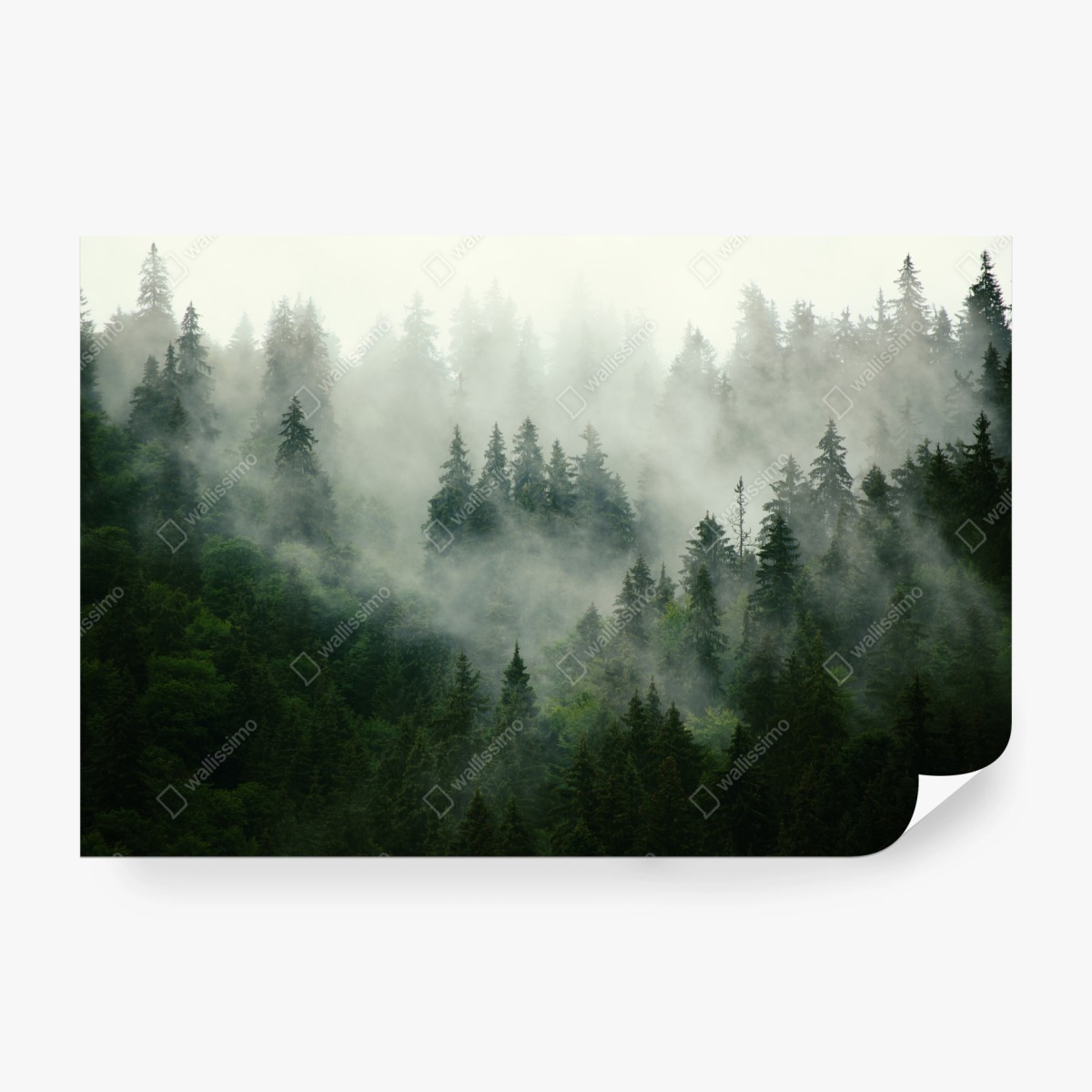 Fototapeta mglisty iglasty las – Wallissimo® Fototapeta mglisty iglasty las – Wallissimo®