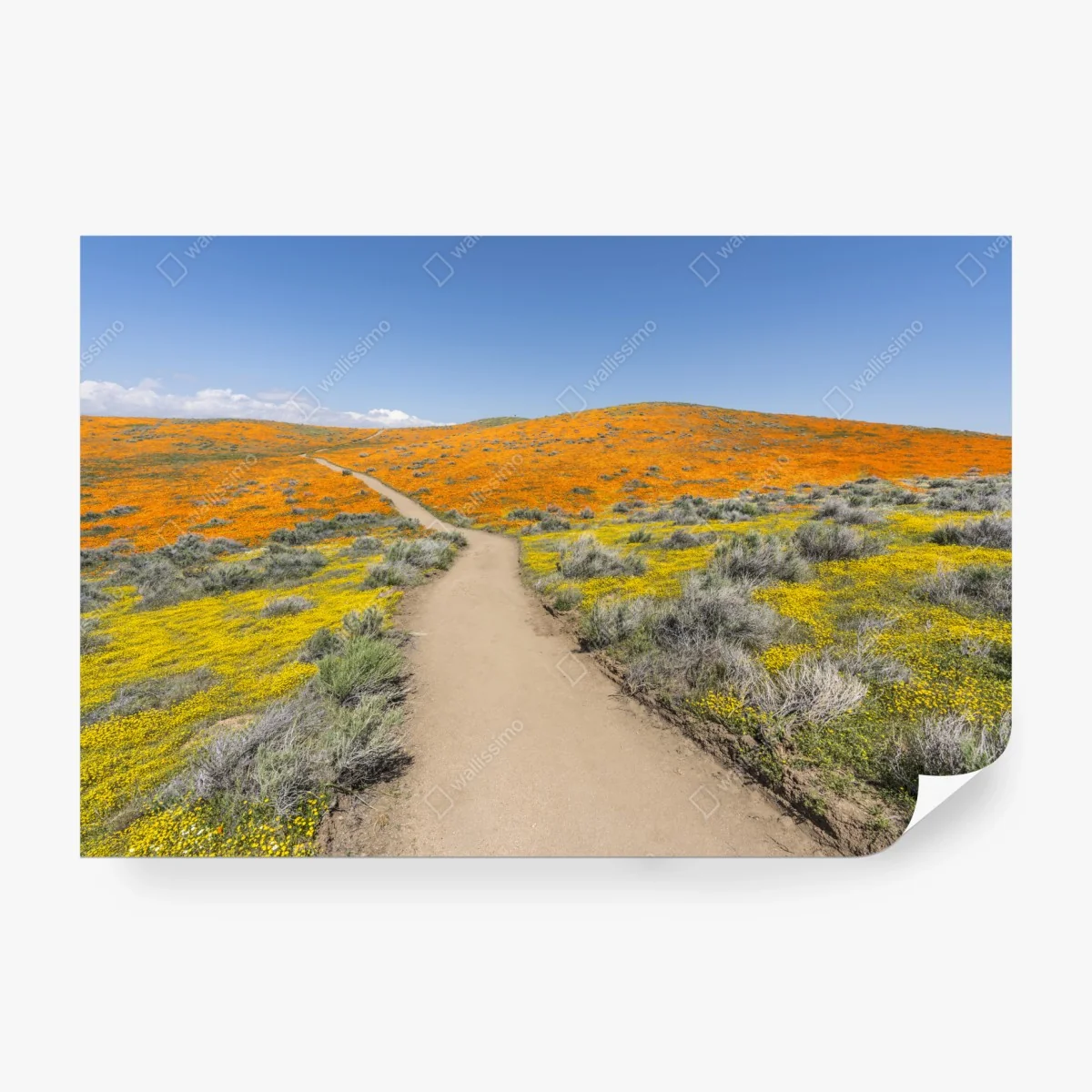 Fototapeta ścieżka przez makowy super bloom w Południowej Kalifornii – Wallissimo® Fototapeta ścieżka przez makowy super bloom w Południowej Kalifornii – Wallissimo®