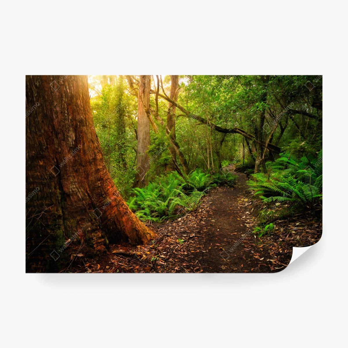 Fototapeta starożytny las deszczowy w Tasmanii – Wallissimo® Fototapeta starożytny las deszczowy w Tasmanii – Wallissimo®