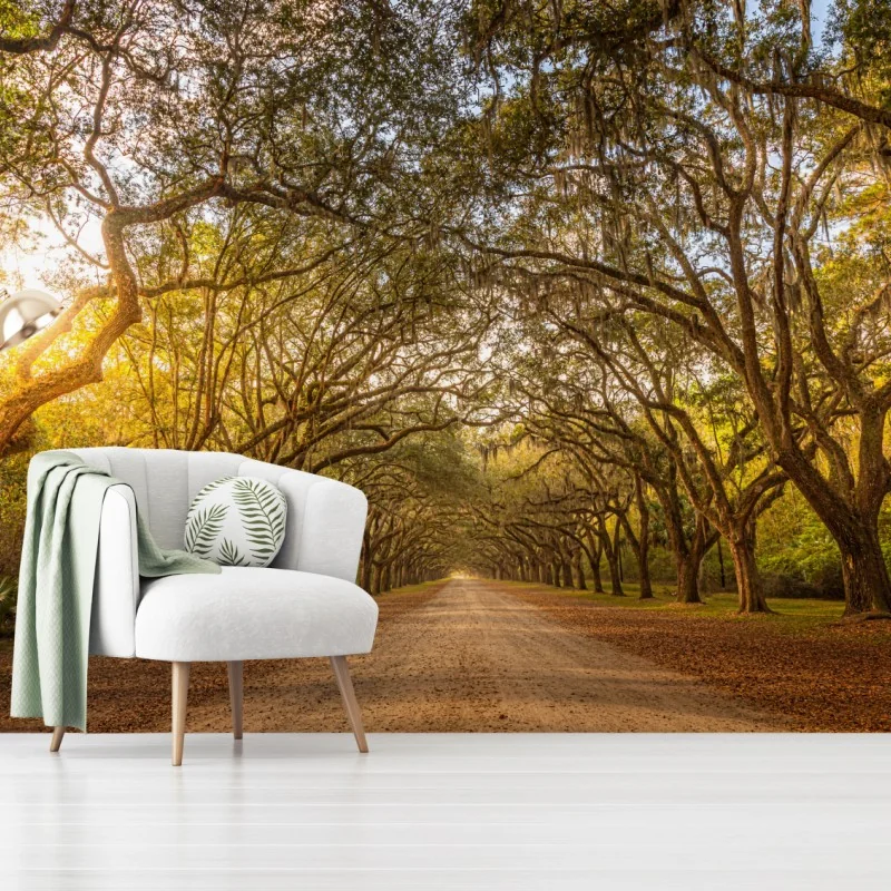 Fototapeta słoneczna aleja starych dębów przy Savannah – Wallissimo® Fototapeta słoneczna aleja starych dębów przy Savannah – Wallissimo®