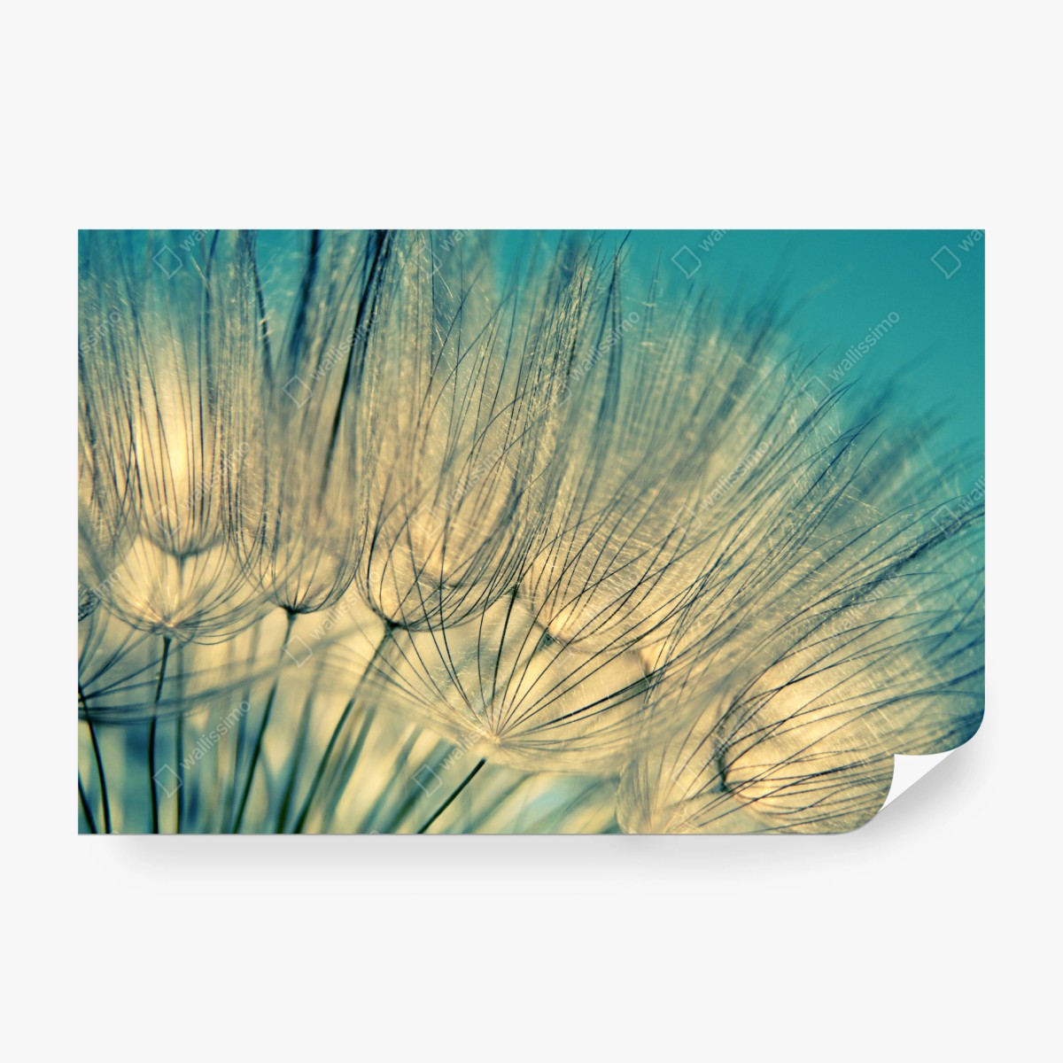 Fototapeta delikatne zbliżenie mlecza w miękkim niebieskim – Wallissimo® Fototapeta delikatne zbliżenie mlecza w miękkim niebieskim – Wallissimo®