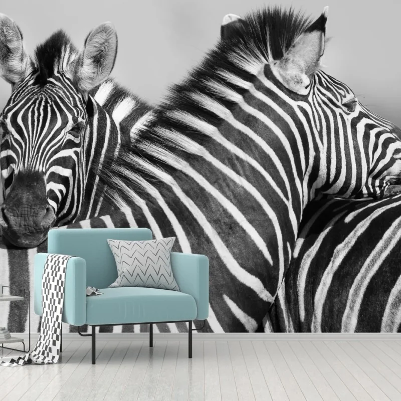 Fototapeta zebry splecione w monochromie – Wallissimo® Fototapeta zebry splecione w monochromie – Wallissimo®