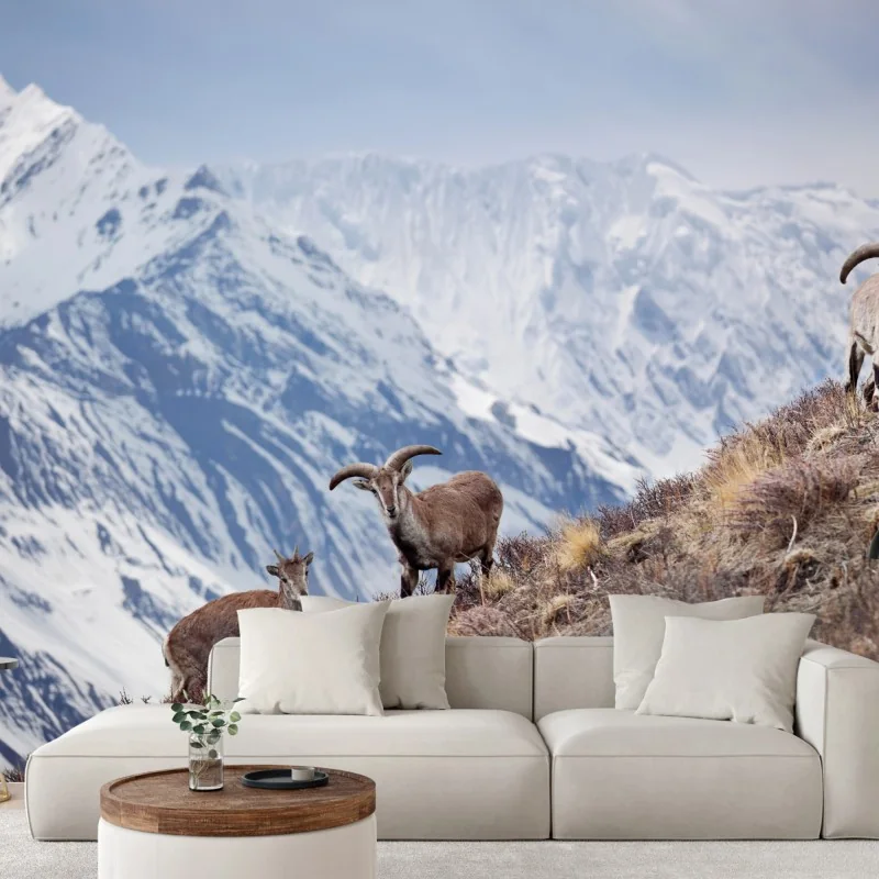 Fototapeta dzikie niebieskie owce na zboczu Himalajów, Manang, Nepal – Wallissimo® Fototapeta dzikie niebieskie owce na zboczu Himalajów, Manang, Nepal – Wallissimo®