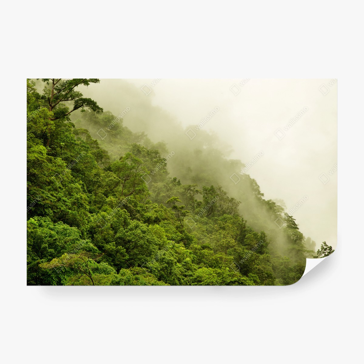 Fototapeta mglisty las deszczowy w pobliżu Cairns – Wallissimo® Fototapeta mglisty las deszczowy w pobliżu Cairns – Wallissimo®