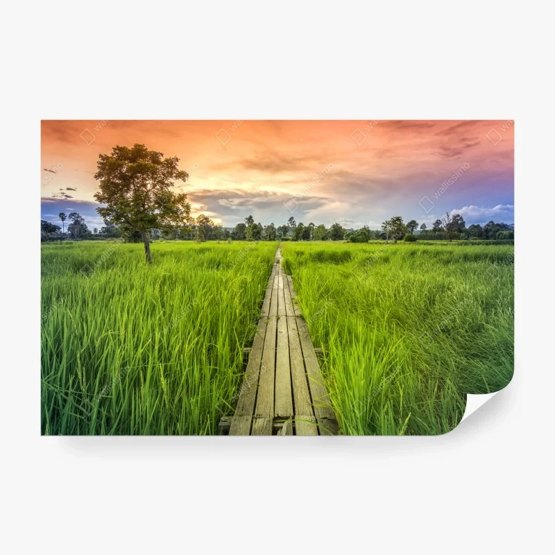 Fototapeta mglisty iglasty las – Wallissimo®