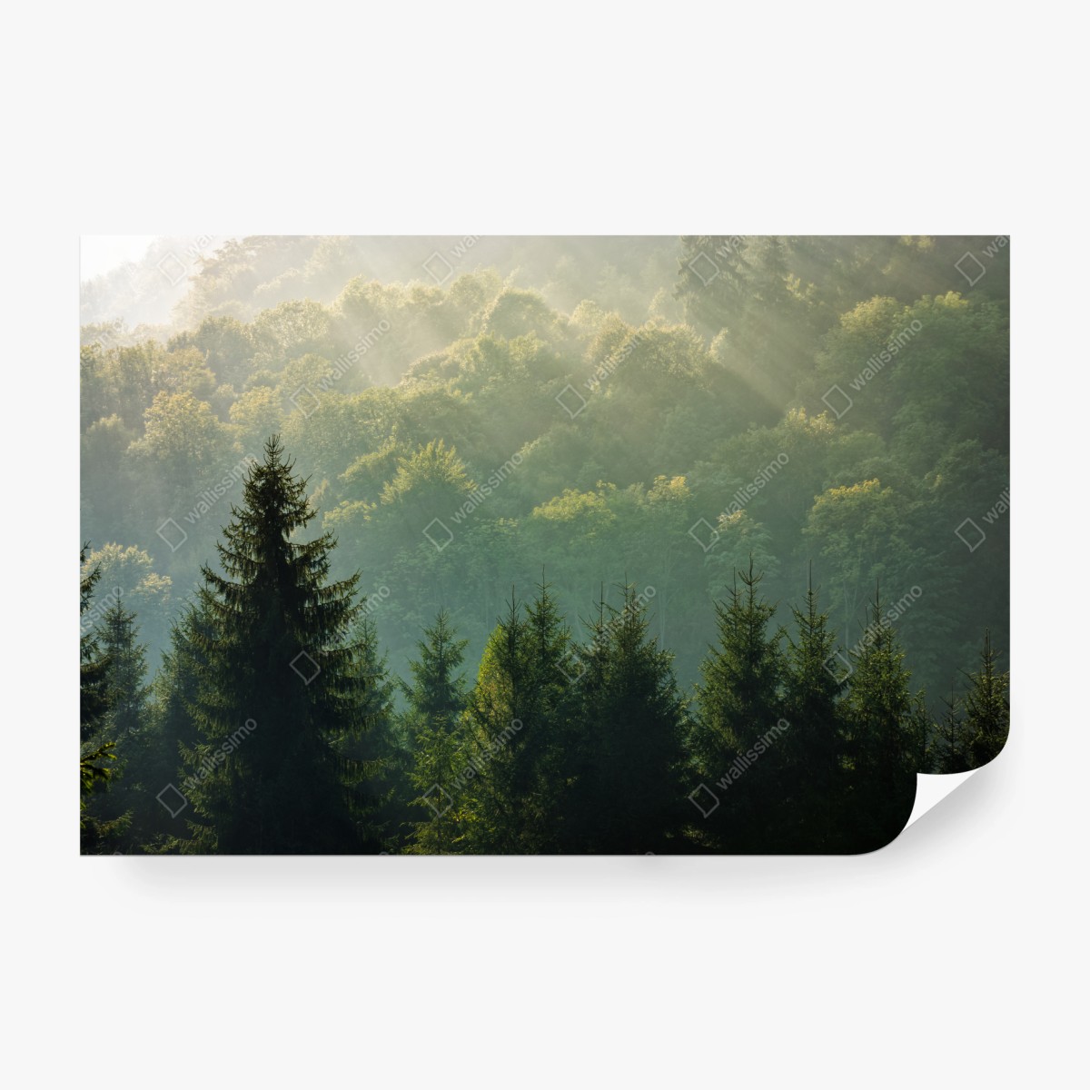 Fototapeta mglisty las świerkowy w Karpatach o wschodzie słońca – Wallissimo®