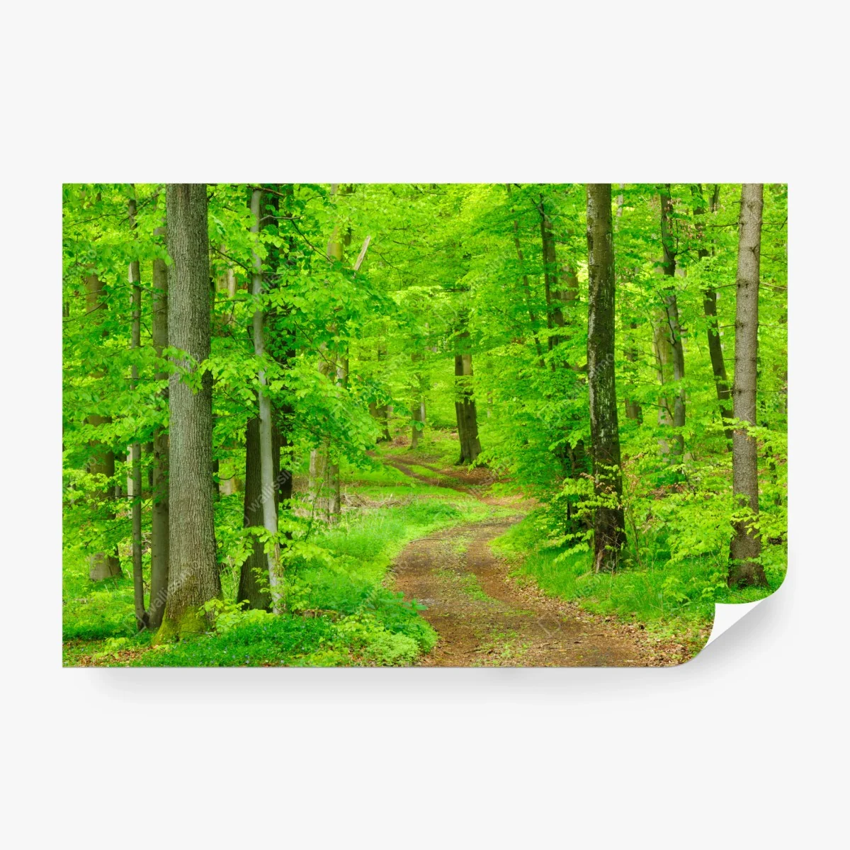 Fototapeta spokojna leśna ścieżka wiosną – Wallissimo® Fototapeta spokojna leśna ścieżka wiosną – Wallissimo®