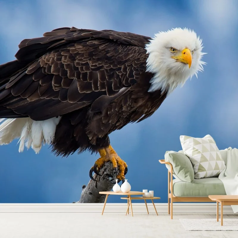 Fototapeta majestatyczny bielik portret – Wallissimo® Fototapeta majestatyczny bielik portret – Wallissimo®