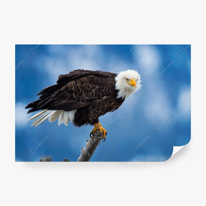 Fototapeta egzotyczne tygrysy wśród liści – Wallissimo®