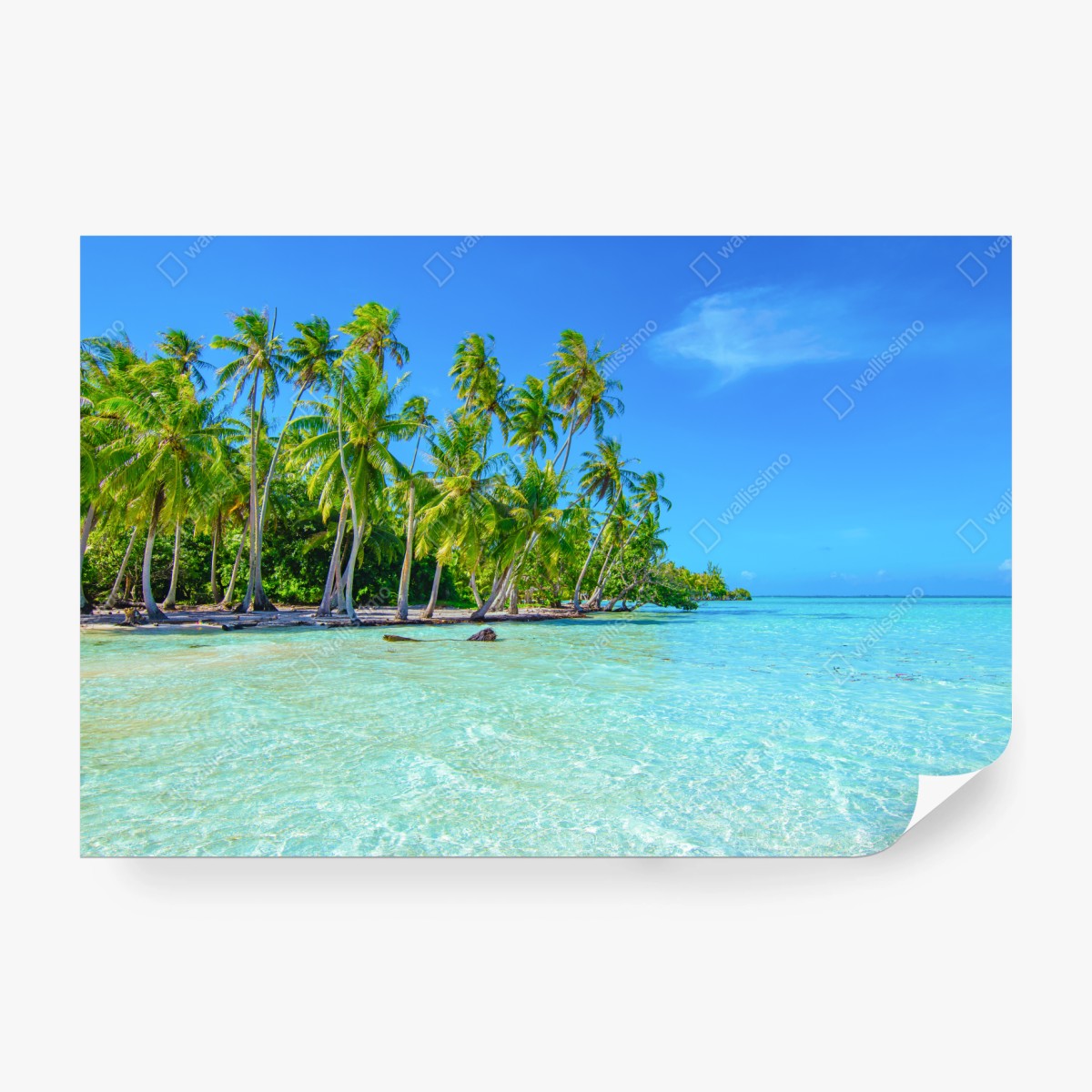 Fototapeta tropikalna plaża z palmami – Wallissimo® Fototapeta tropikalna plaża z palmami – Wallissimo®