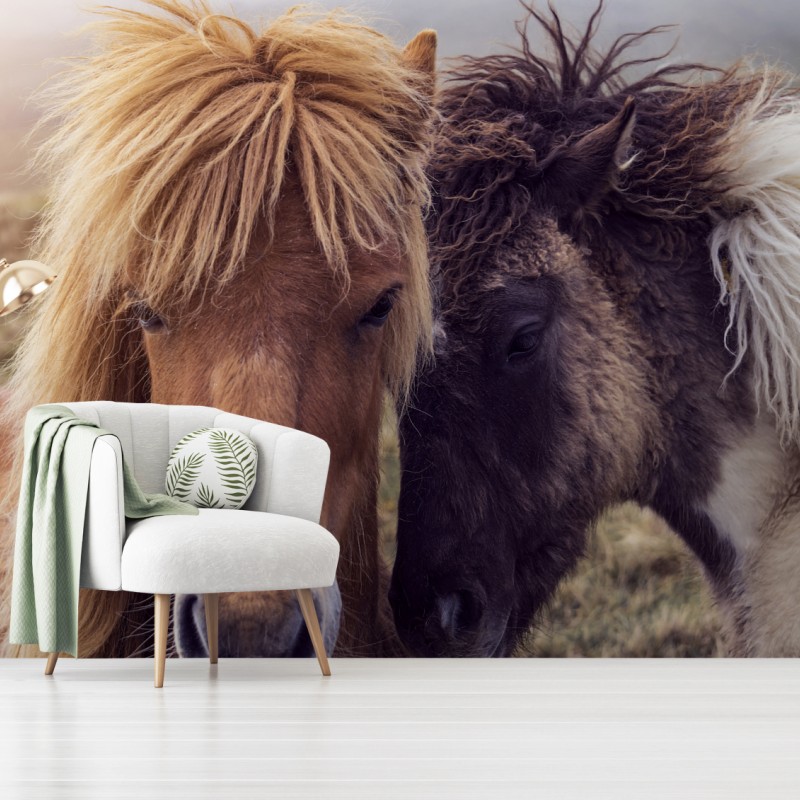 Fototapeta dwa konie na mglistym wzgórzu, Wyspy Owcze – Wallissimo® Fototapeta dwa konie na mglistym wzgórzu, Wyspy Owcze – Wallissimo®