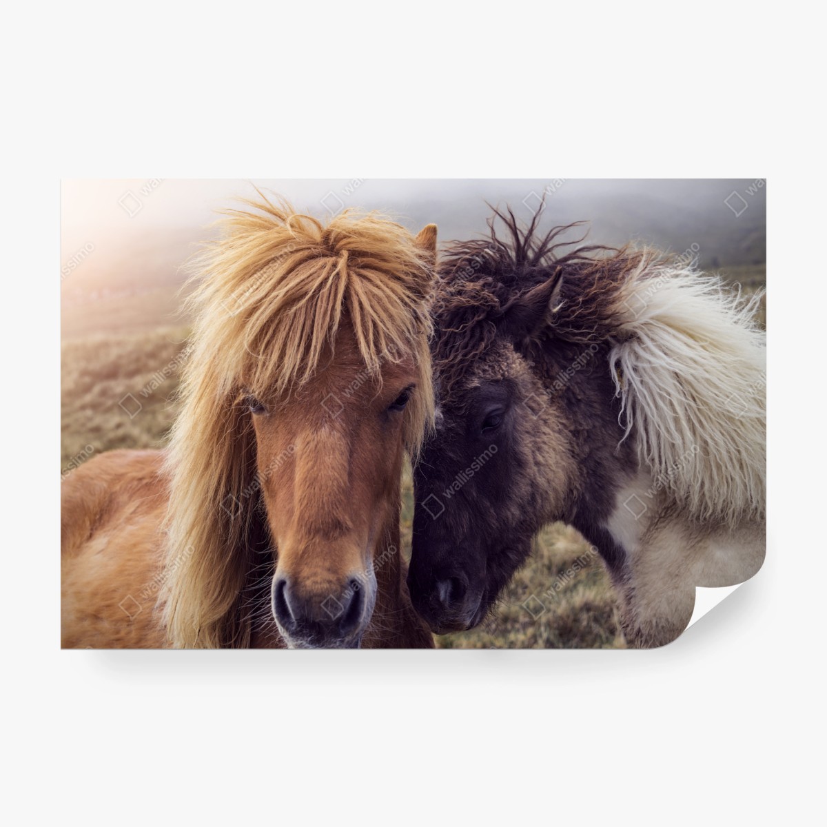 Fototapeta dwa konie na mglistym wzgórzu, Wyspy Owcze – Wallissimo® Fototapeta dwa konie na mglistym wzgórzu, Wyspy Owcze – Wallissimo®