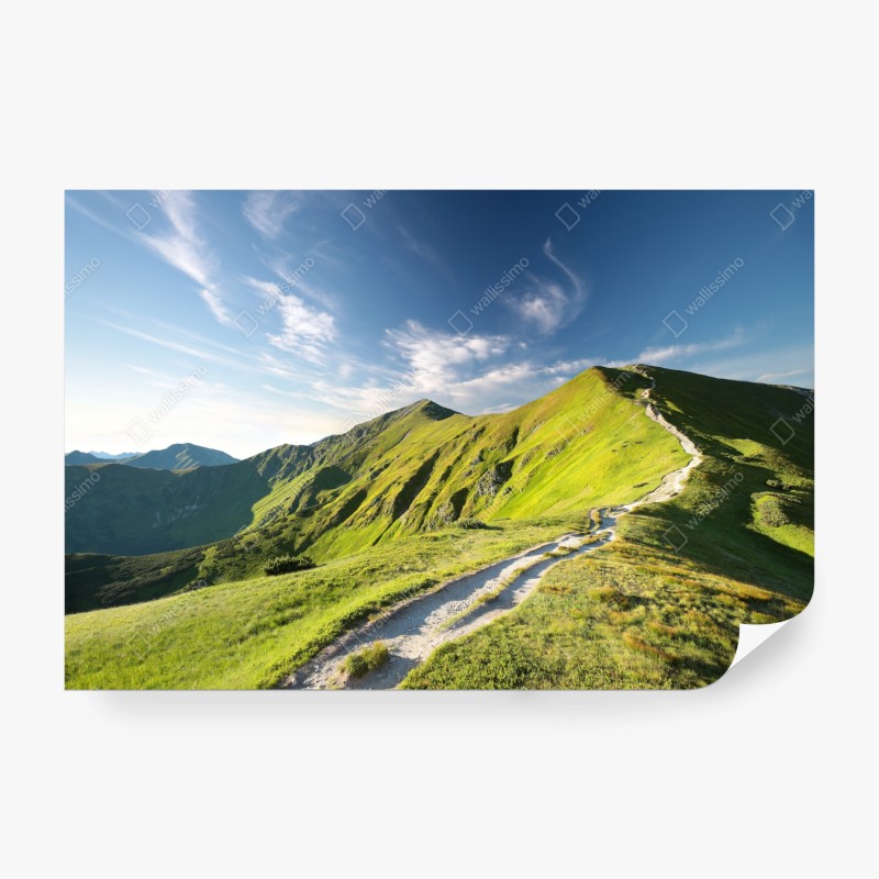 Fototapeta intensywna czerwona ilustracja maków – Wallissimo®