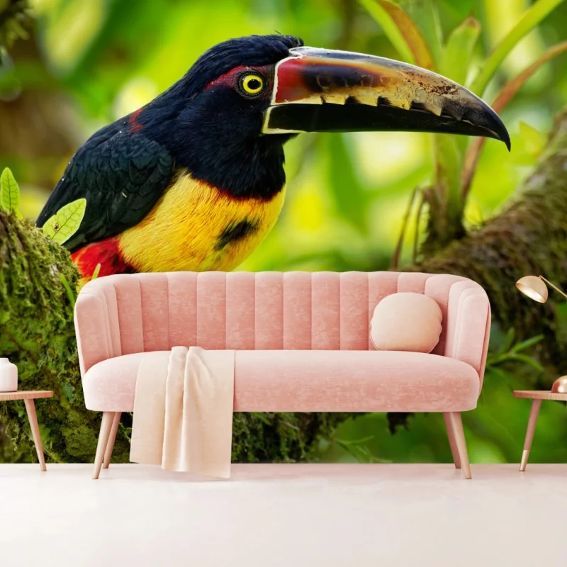Fototapeta żywy tukan aracari w tropikalnej dżungli – Wallissimo® Fototapeta żywy tukan aracari w tropikalnej dżungli – Wallissimo®