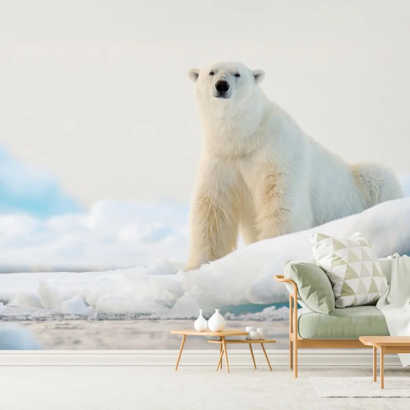 Fototapeta niedźwiedź polarny na lodzie, Svalbard – Wallissimo® Fototapeta niedźwiedź polarny na lodzie, Svalbard – Wallissimo®