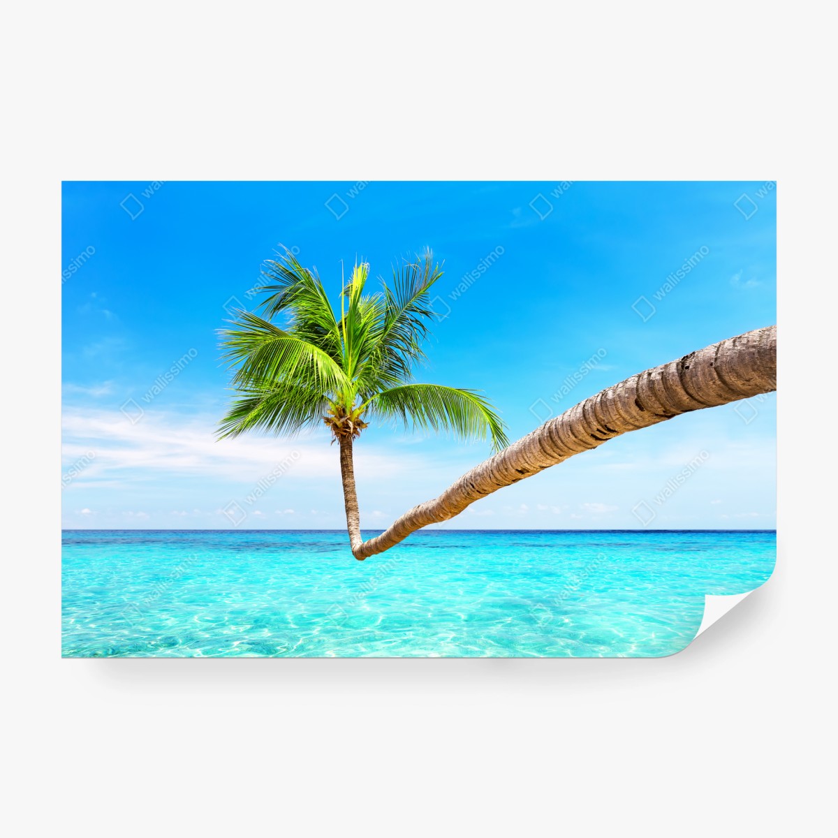 Fototapeta tropikalna palma w Punta Cana – Wallissimo® Fototapeta tropikalna palma w Punta Cana – Wallissimo®
