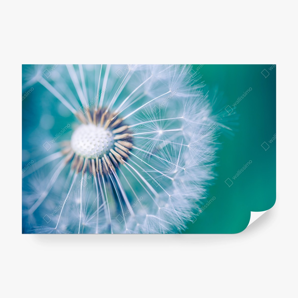 Fototapeta turkusowy dmuchawiec z bliska – Wallissimo® Fototapeta turkusowy dmuchawiec z bliska – Wallissimo®