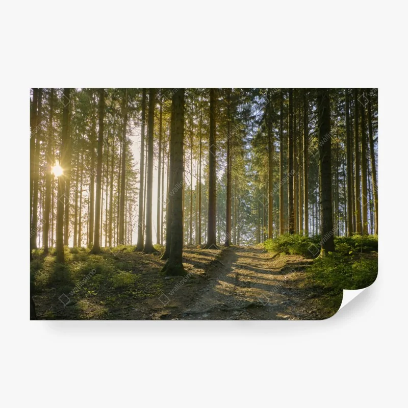 Fototapeta spirala głębokich czerwonych płatków róży – Wallissimo®