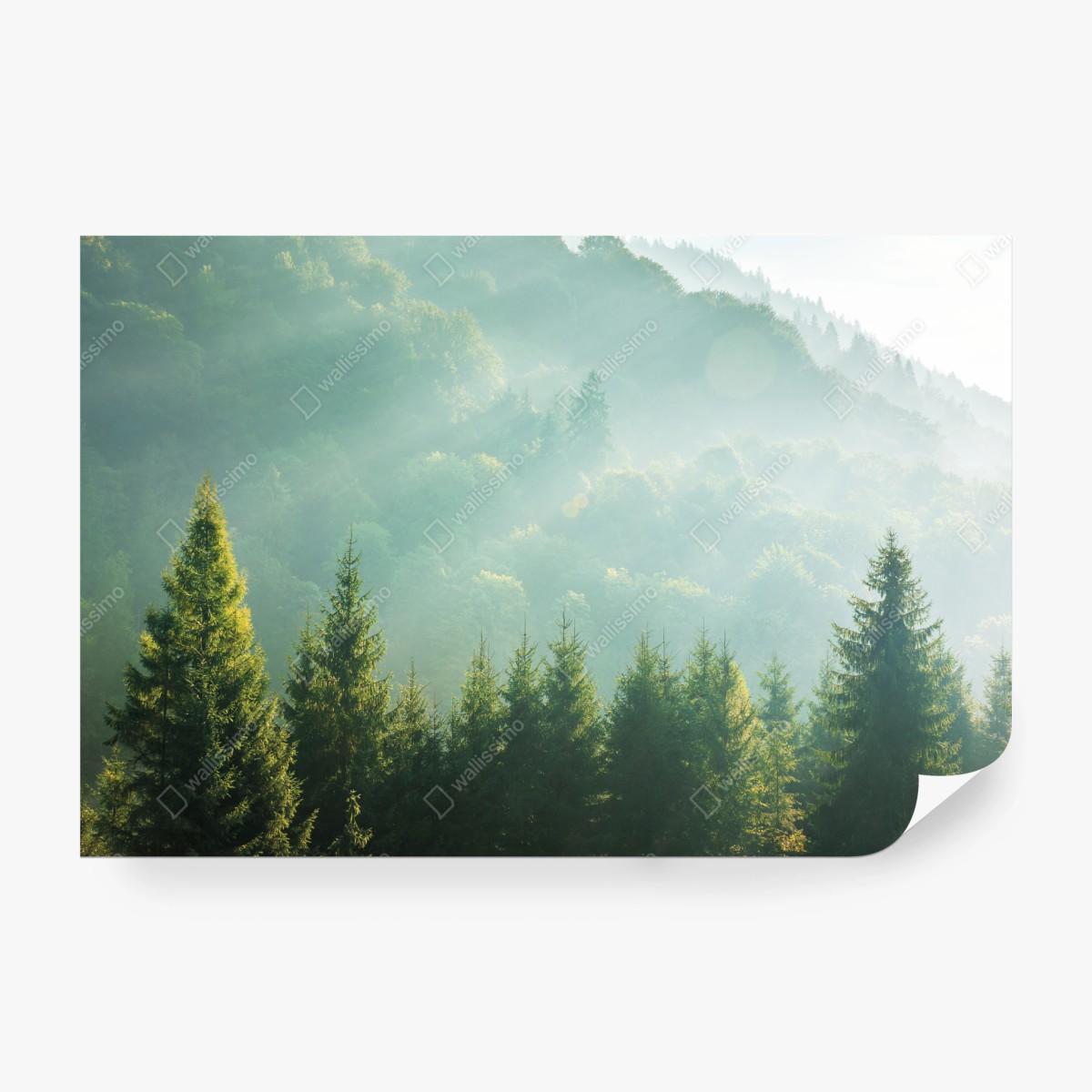 Fototapeta mglista korona świerków o poranku – Wallissimo® Fototapeta mglista korona świerków o poranku – Wallissimo®