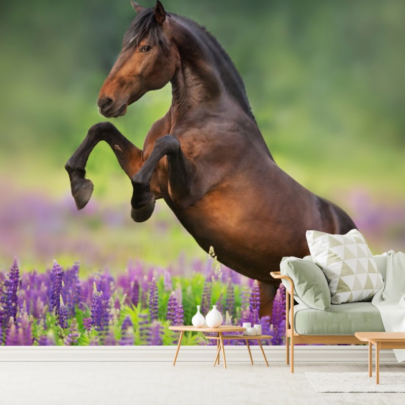 Fototapeta ogier staje dęba w łubinowej łące – Wallissimo® Fototapeta ogier staje dęba w łubinowej łące – Wallissimo®