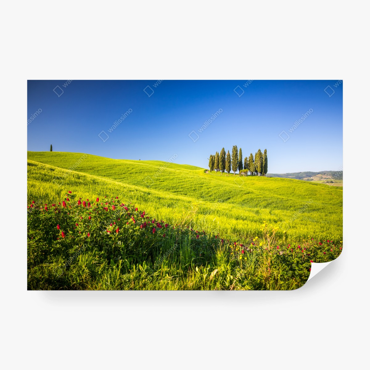 Fototapeta słoneczne zielone wzgórza z cyprysami – Wallissimo® Fototapeta słoneczne zielone wzgórza z cyprysami – Wallissimo®