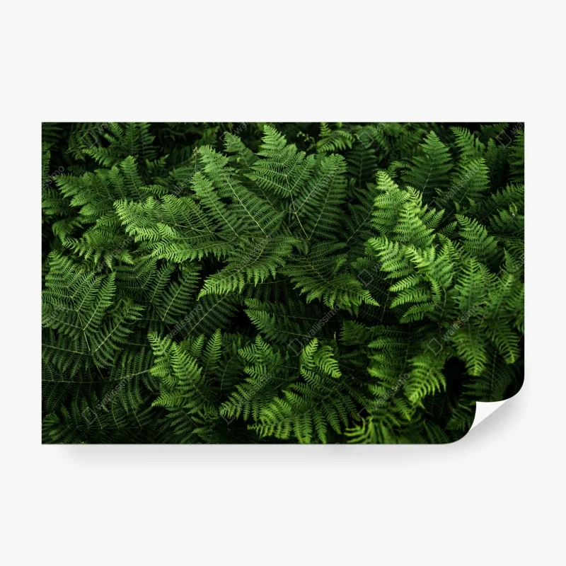 Fototapeta tropikalny botaniczny wzór liści – Wallissimo®