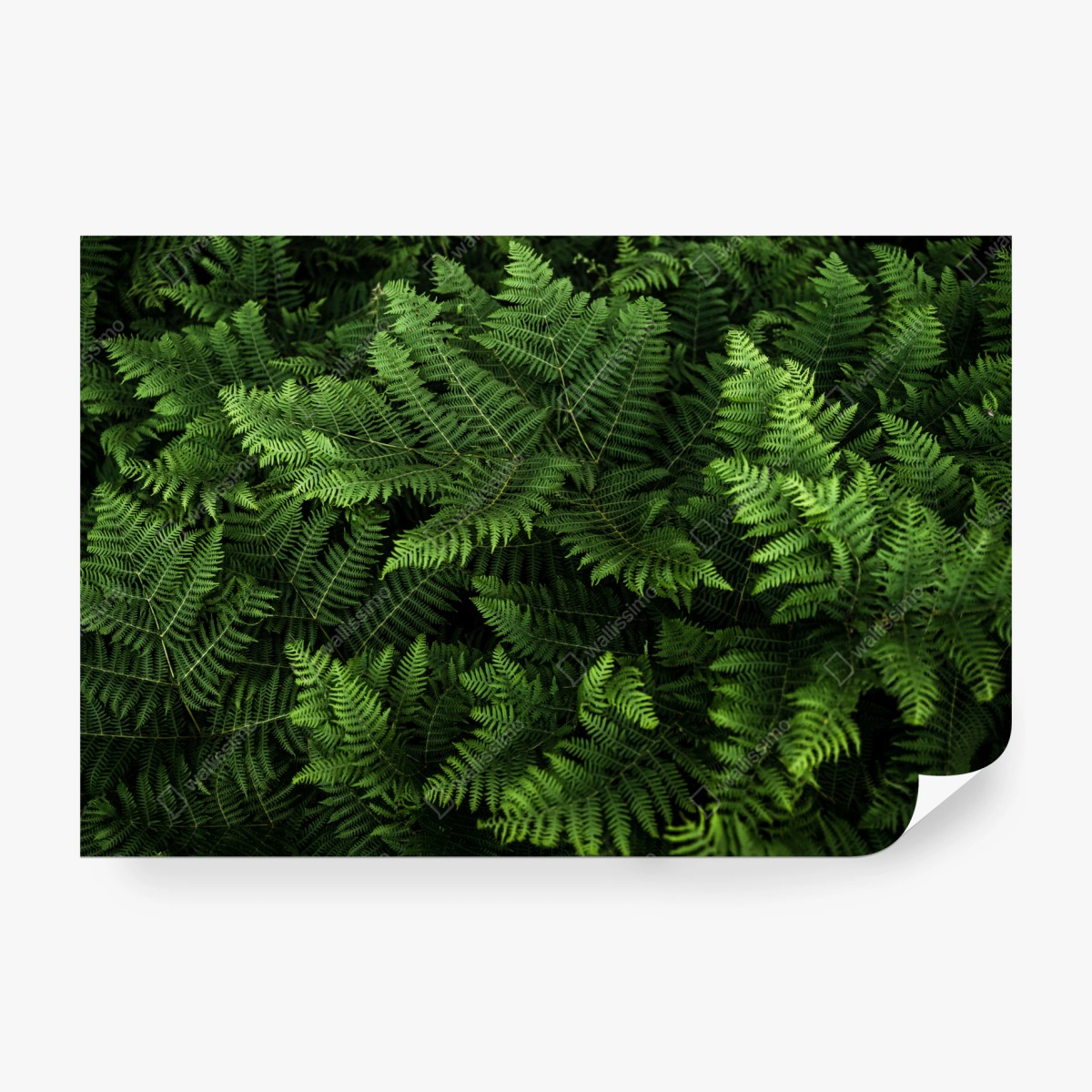 Fototapeta bujna zielona paproć – Wallissimo® Fototapeta bujna zielona paproć – Wallissimo®