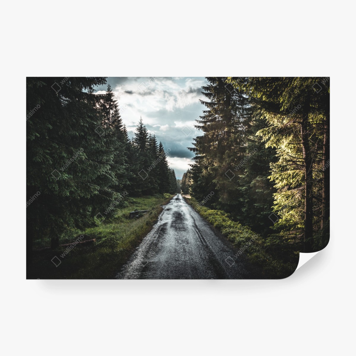 Fototapeta leśna droga wśród sosen – Wallissimo® Fototapeta leśna droga wśród sosen – Wallissimo®