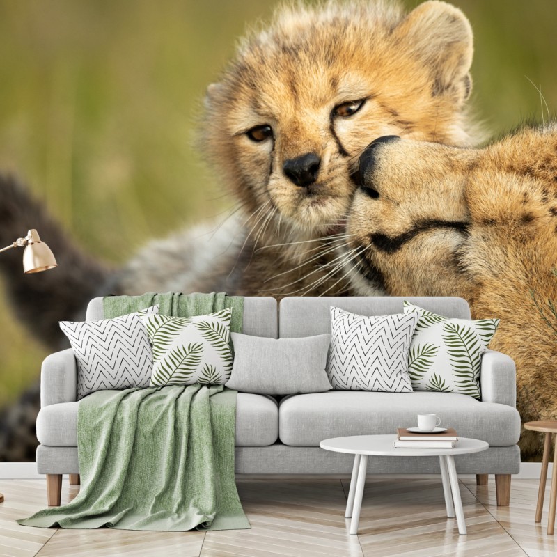 Fototapeta matka geparda przytulająca młodego – Wallissimo® Fototapeta matka geparda przytulająca młodego – Wallissimo®
