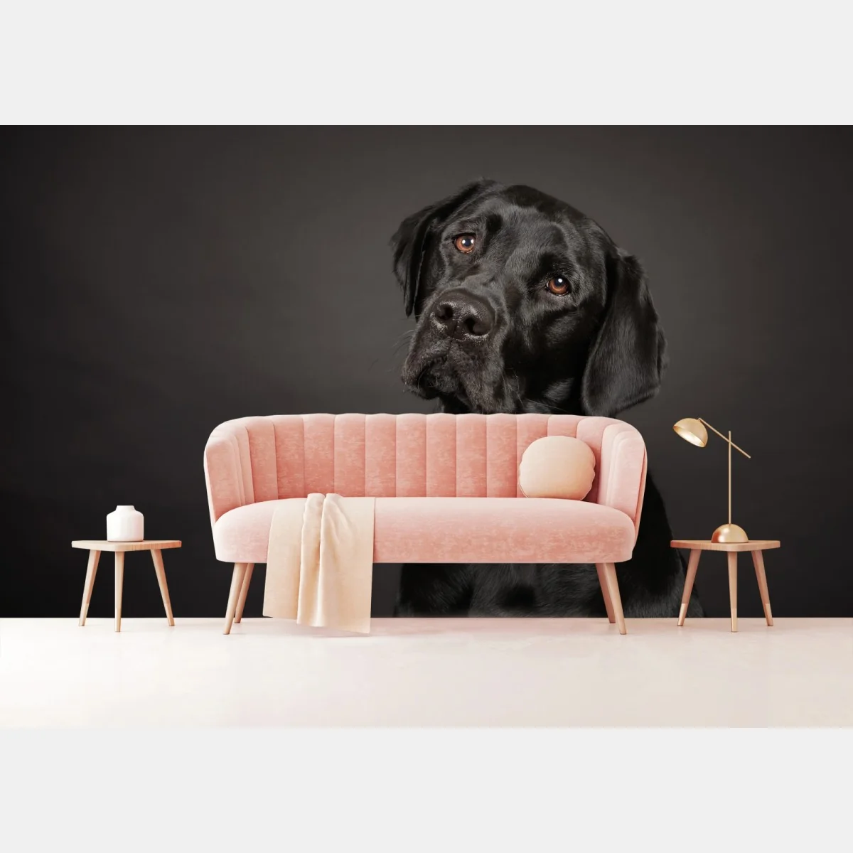 Fototapeta portret studyjny czarnego labradora – Wallissimo® Fototapeta portret studyjny czarnego labradora – Wallissimo®