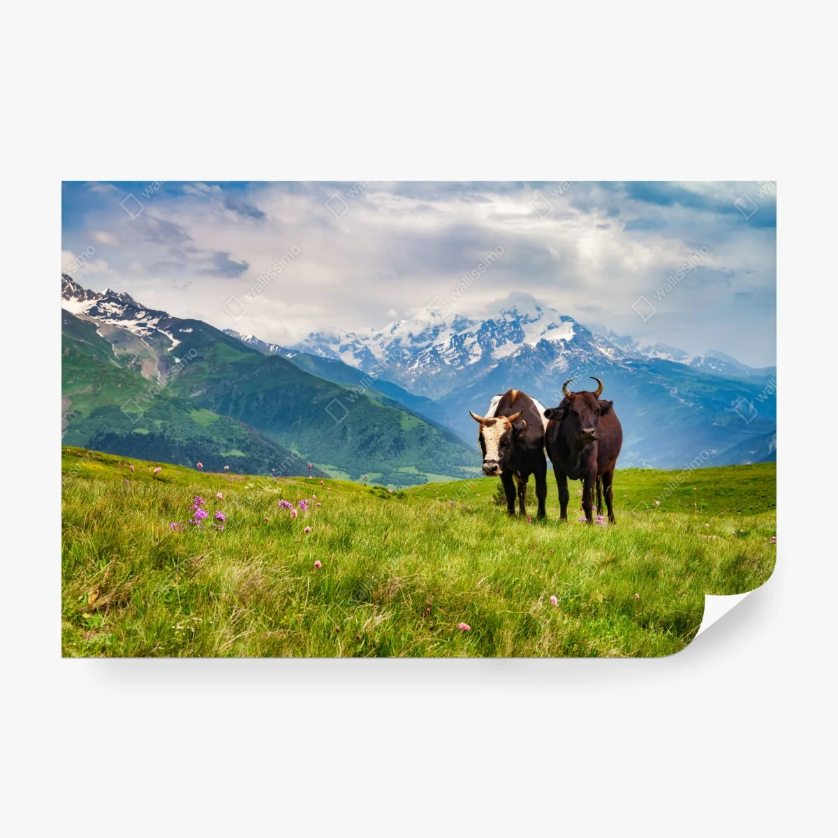 Fototapeta alpejska łąka z pasącymi się krowami – Wallissimo® Fototapeta alpejska łąka z pasącymi się krowami – Wallissimo®