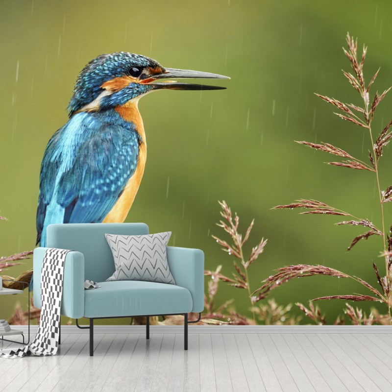 Fototapeta żywy zimorodek w deszczu – Wallissimo® Fototapeta żywy zimorodek w deszczu – Wallissimo®