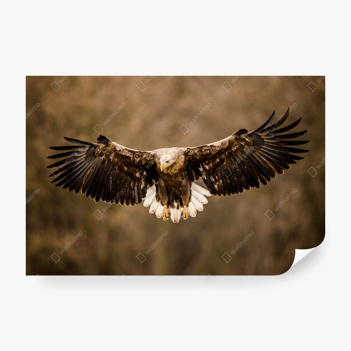 Fototapeta majestatyczny orzeł w locie – Wallissimo® Fototapeta majestatyczny orzeł w locie – Wallissimo®