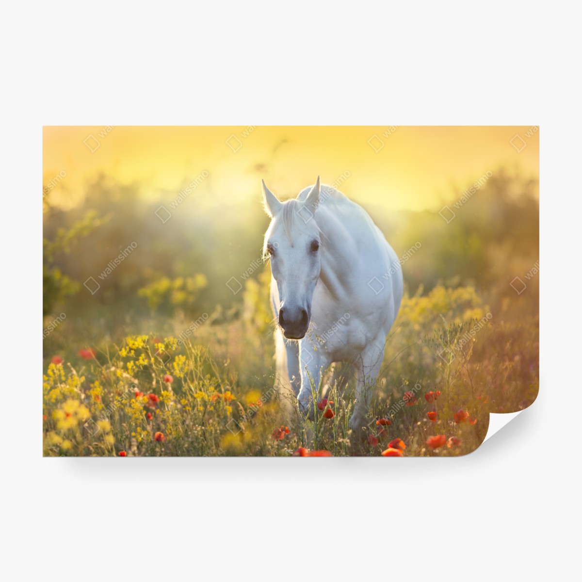 Fototapeta biały koń na łące maków o wschodzie słońca – Wallissimo® Fototapeta biały koń na łące maków o wschodzie słońca – Wallissimo®