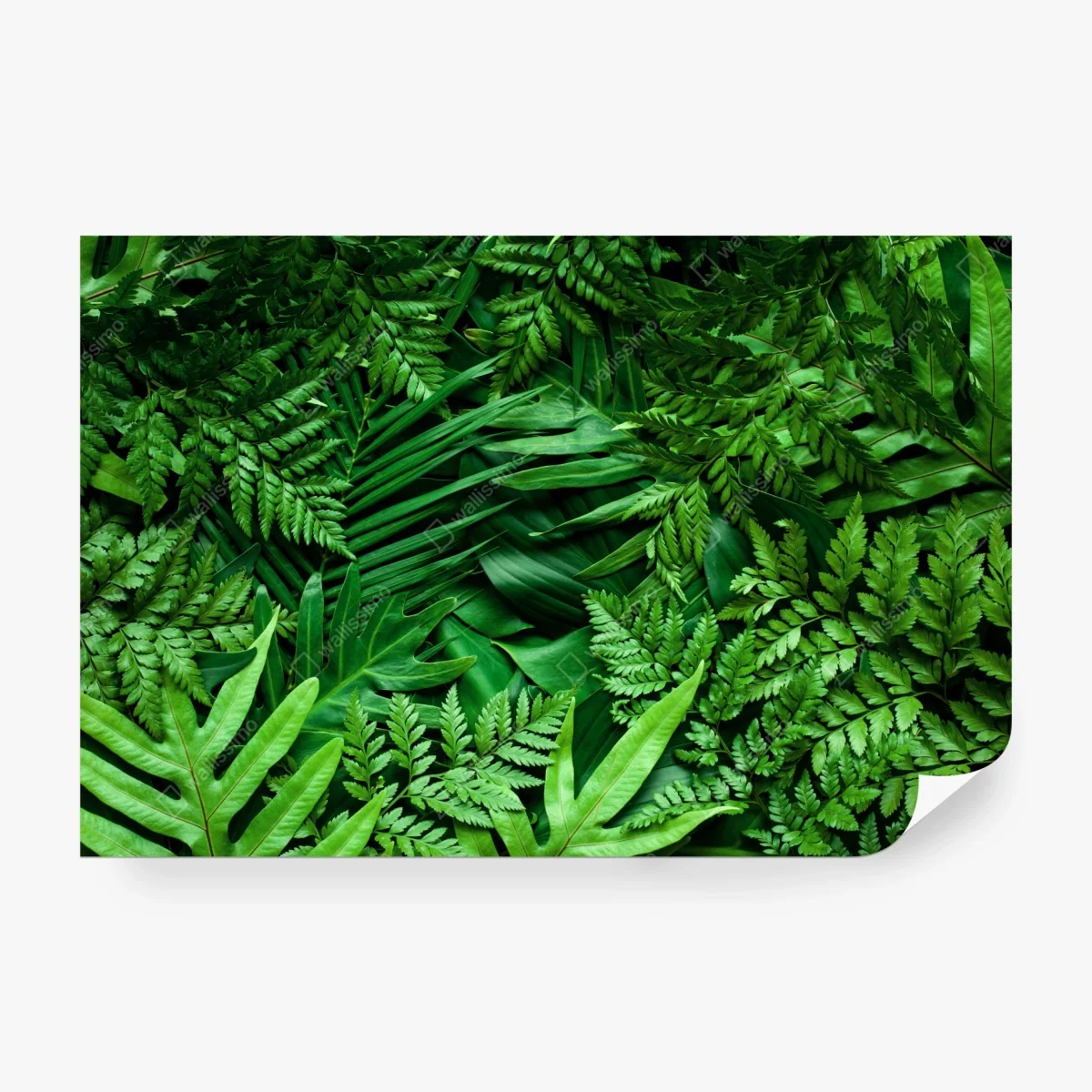 Fototapeta bujny zielony wzór liści – Wallissimo® Fototapeta bujny zielony wzór liści – Wallissimo®