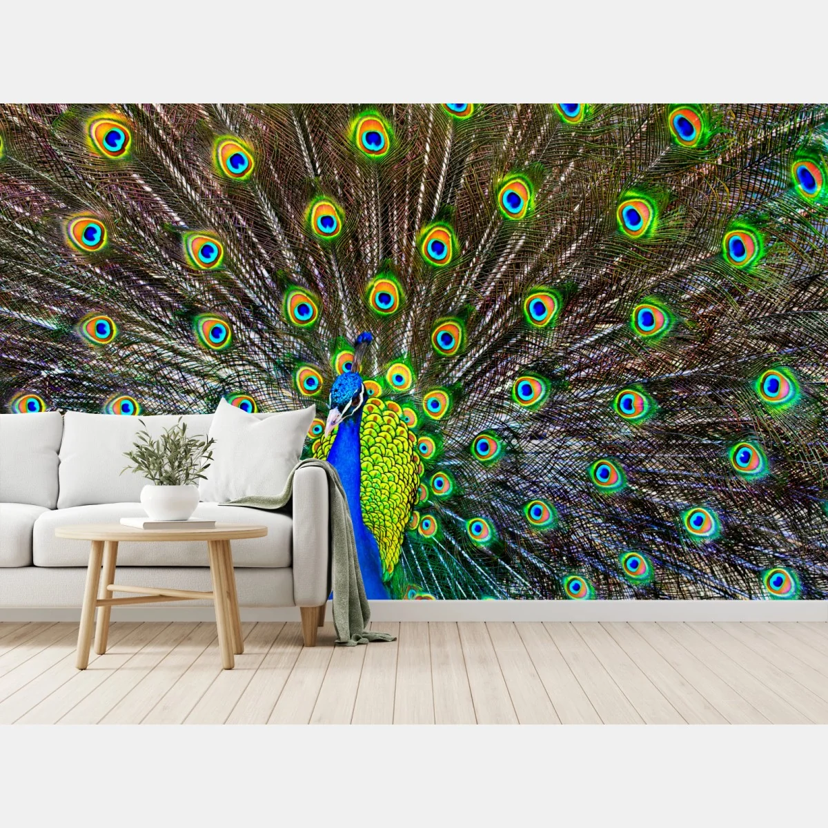 Fototapeta żywy wachlarz pawich piór – Wallissimo® Fototapeta żywy wachlarz pawich piór – Wallissimo®