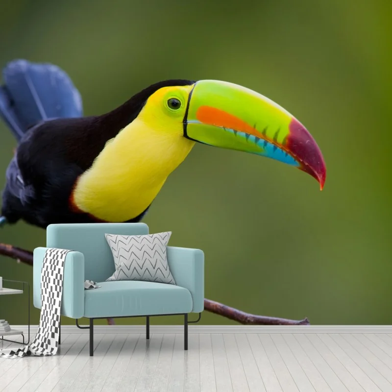 Fototapeta żywy portret tukana – Wallissimo® Fototapeta żywy portret tukana – Wallissimo®