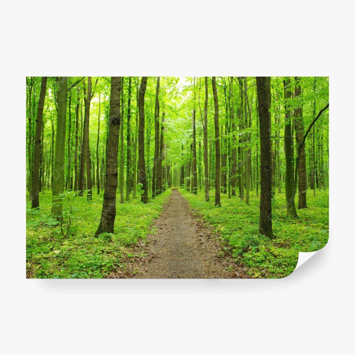 Fototapeta spokojna zielona ścieżka w lesie – Wallissimo® Fototapeta spokojna zielona ścieżka w lesie – Wallissimo®